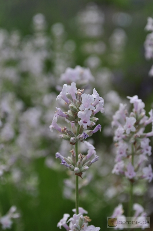 Lavandula angustifolia 'Jean Davis' -- Lavendel